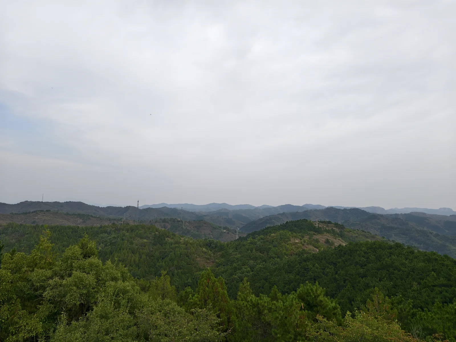 金顶千层