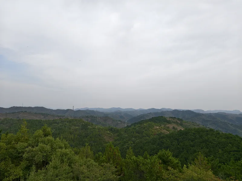金顶千层